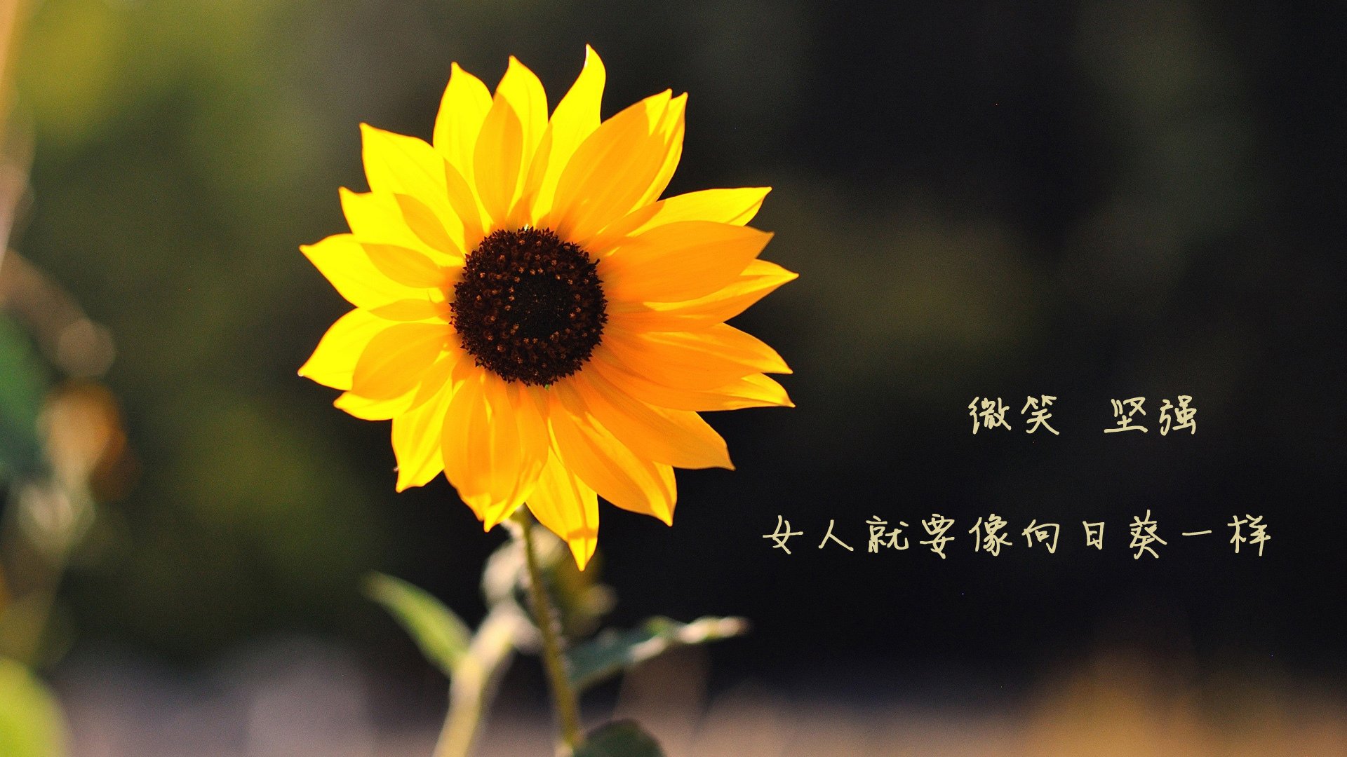 青少年体育社交行为与心理健康相关性研究，体育对青少年心理的影响