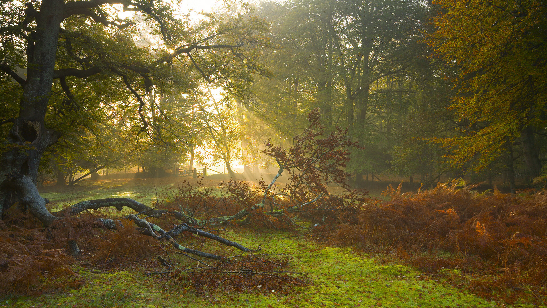 中国三人篮球女队战术执行日趋成熟,三人篮球 中国女篮