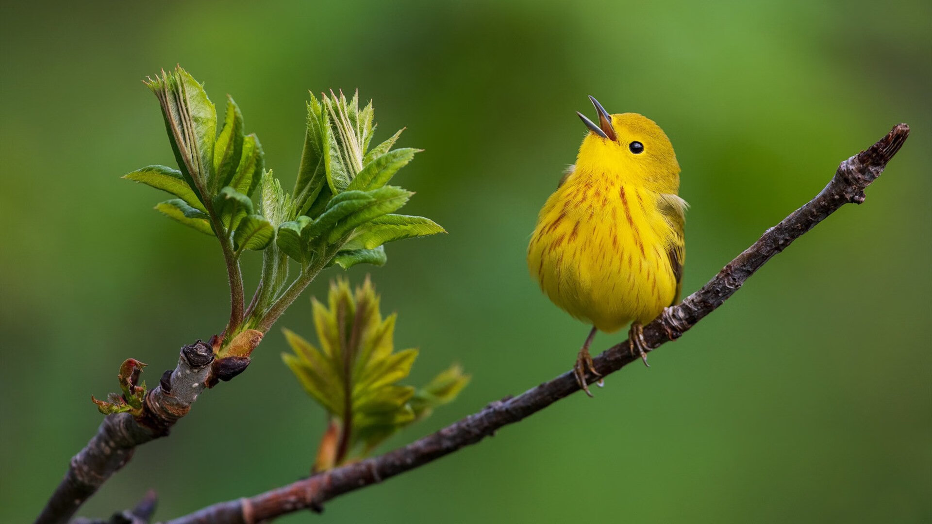 五大联赛积分榜走势预测模型哪一种更精确，五大联赛 积分