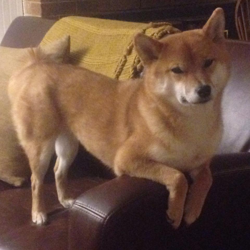 美澳后半程爆发 中队接力惜败，美澳再现大面积网络瘫痪