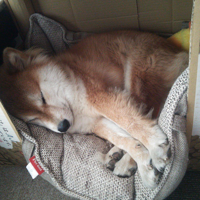 足球联赛新星表现抢眼成焦点,现在足球新星