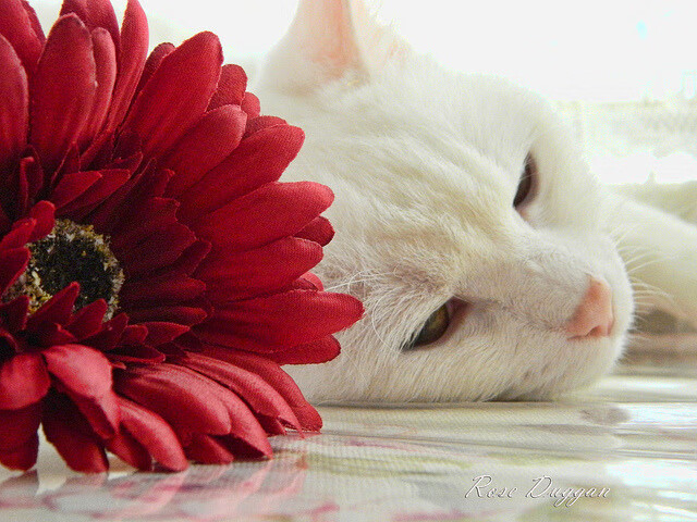 中国足球职业联赛推广一线队与青训梯队对抗赛,国内足球青训排名