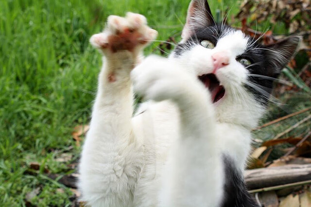 奥斯马尔·奥尔韦拉展现跳水项目高水平，奥马尔什么水平