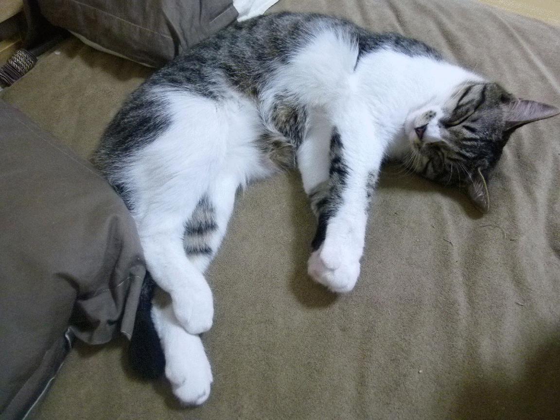 女篮集训营强化身体对抗力备战国际大赛任务，女篮集训队